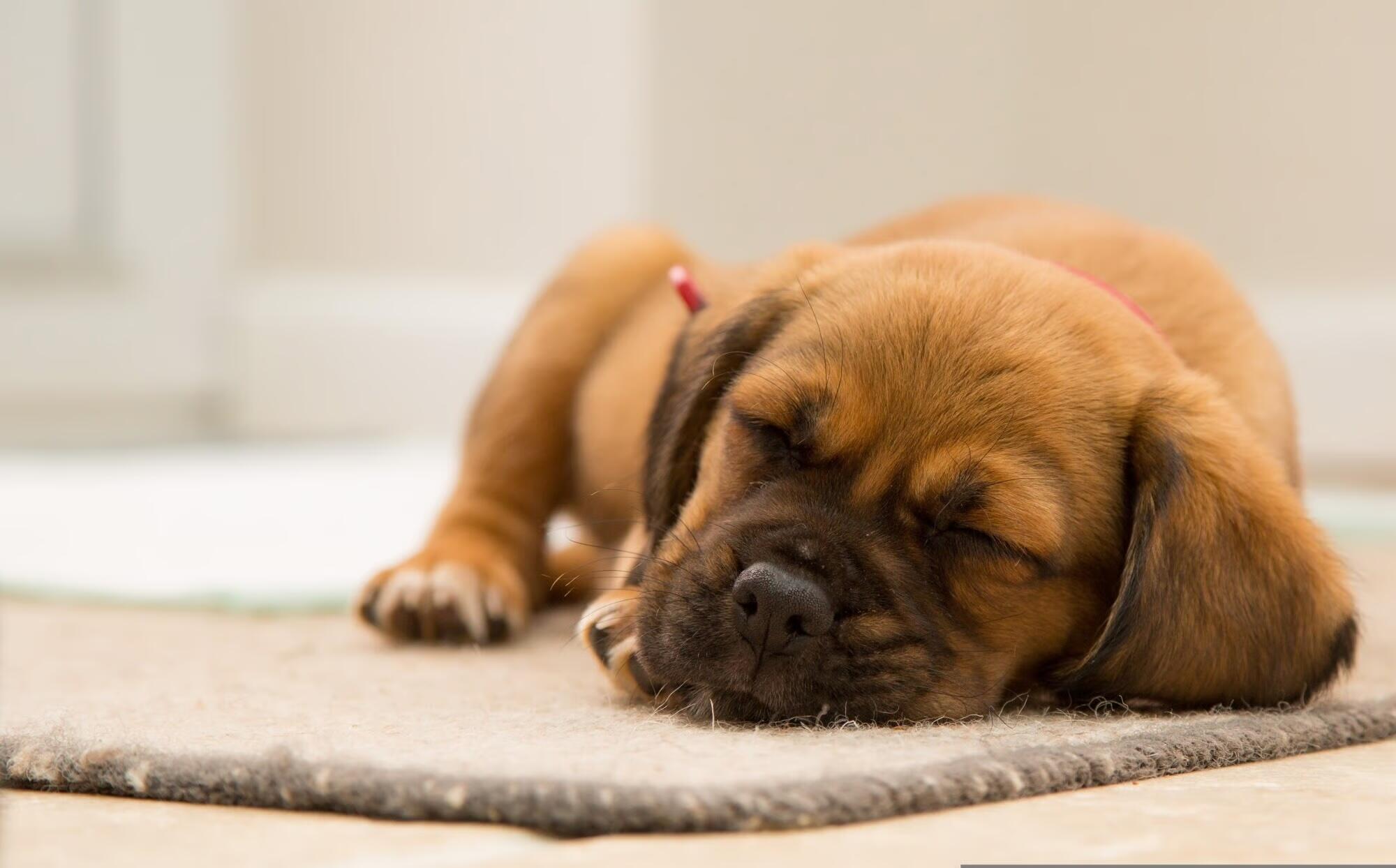 Pet-Friendly Assisted Living in Morristown, TN: What to Expect